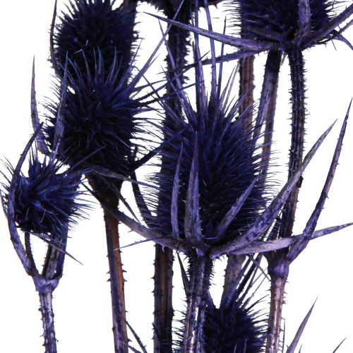 Artikel Wild Teasel Tørrede Blomster Teasel Tidsler Lilla 55cm 10 hoveder