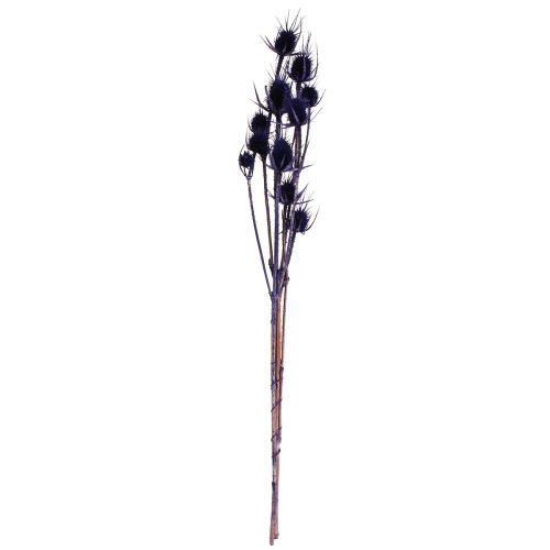 Artikel Wild Teasel Tørrede Blomster Teasel Tidsler Lilla 55cm 10 hoveder