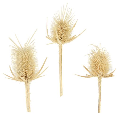 Floristik24 Wild cardoon bleget tørret naturlig dekoration 3-6cm 1kg