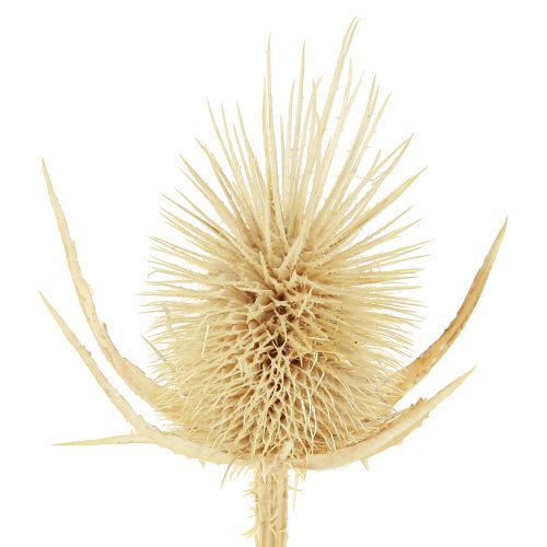 Artikel Wild cardoon bleget tørret naturlig dekoration 3-6cm 1kg