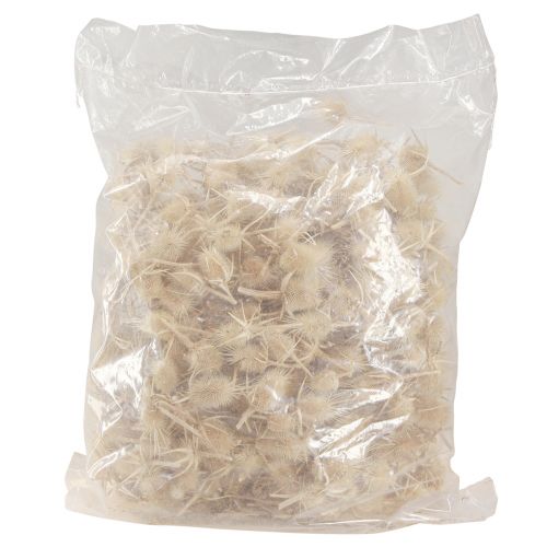 Artikel Wild cardoon bleget tørret naturlig dekoration 3-6cm 1kg