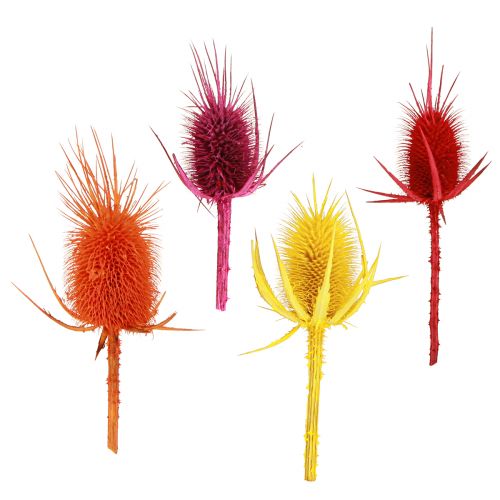 Artikel Wild Cardoon Heads Tørrede Farvet Dispacus 3-6cm 1kg