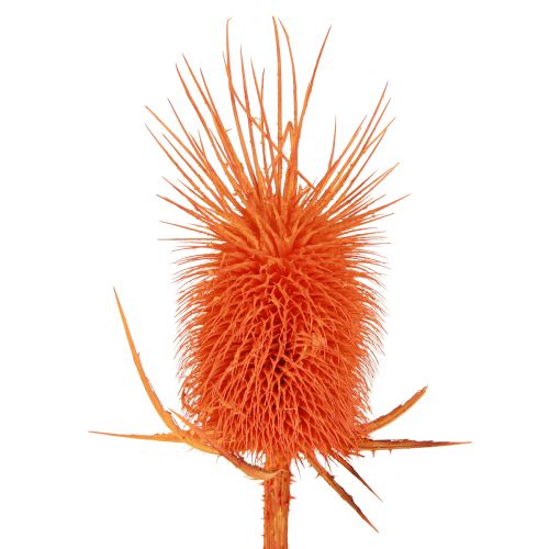 Artikel Wild Cardoon Heads Tørrede Farvet Dispacus 3-6cm 1kg