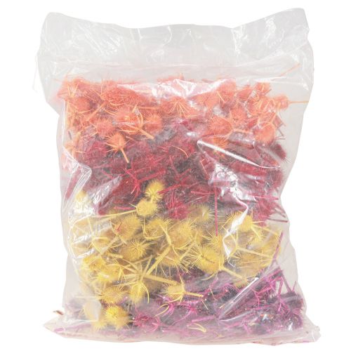 Artikel Wild Cardoon Heads Tørrede Farvet Dispacus 3-6cm 1kg