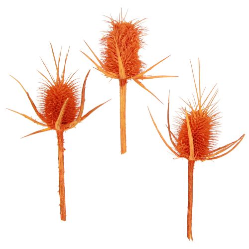 Artikel Wild Teasels Orange Teasel Thistle Tørret Dekoration 1kg