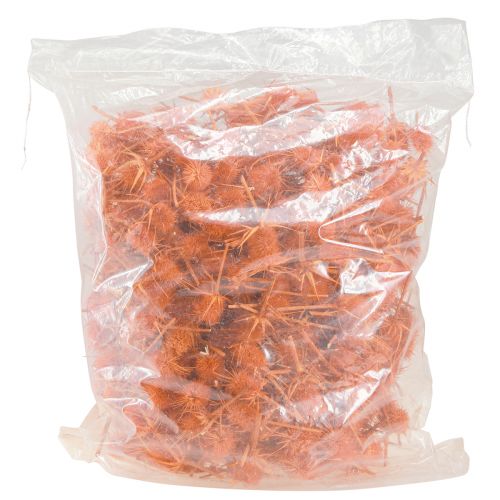 Artikel Wild Teasels Orange Teasel Thistle Tørret Dekoration 1kg