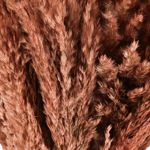 Artikel Wilde Reed Plume Reed Dry Decoration Abrikos 75cm 10 stk
