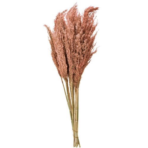 Artikel Wilde Reed Plume Reed Dry Decoration Abrikos 75cm 10 stk