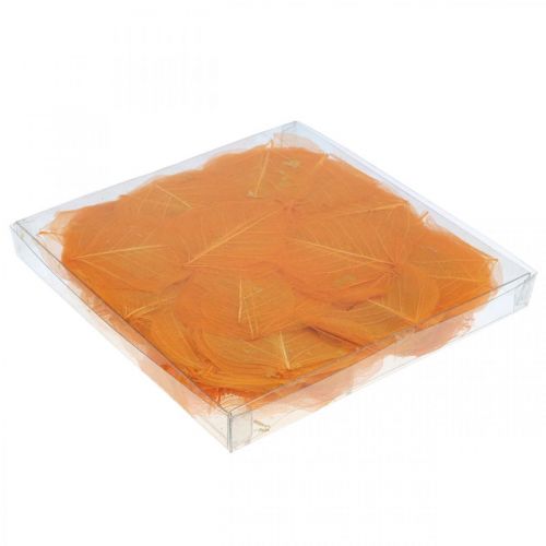 Floristik24 Pileblade skeletiseret orange tør dekoration 200 stk