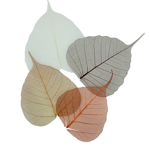 Floristik24 Pileblade skeletiseret creme/brun 200 stk.