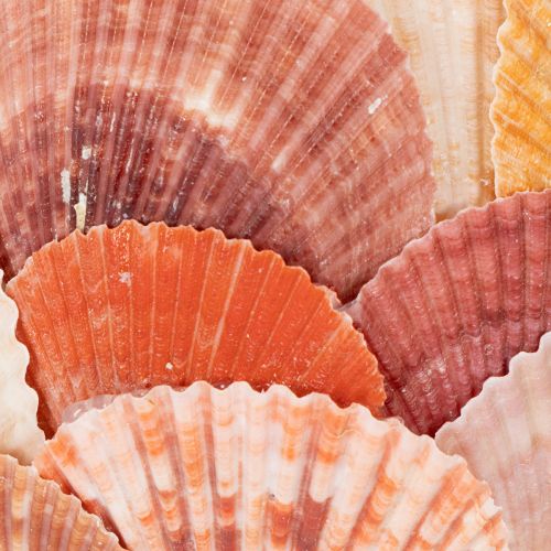 Artikel Nautisk fyrfadsstage, lanterne, ægte muslingeskaller, dekoration til badeværelse, feriestemning, 12 cm