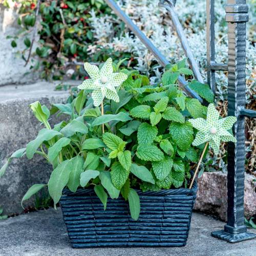 Floristik24 Vindmølle Mini Grøn-Hvid Ø9cm 12p