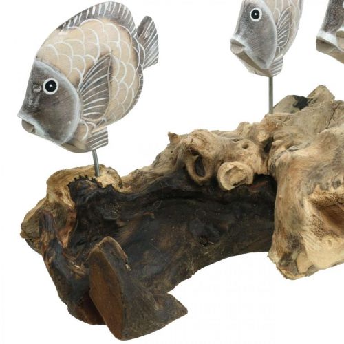 Floristik24 Pyntefisk på rodtræ Maritime pyntefigurer Brun 38cm