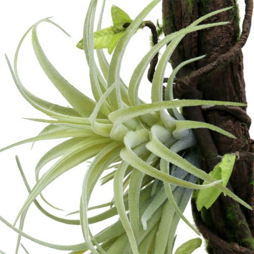 Floristik24 Rod med tillandsia til at hænge 26 cm