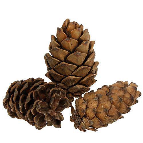 Floristik24 Kegler natur 9cm - 10cm 6 stk