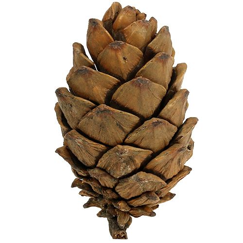 Floristik24 Kegler natur 9cm - 10cm 6 stk