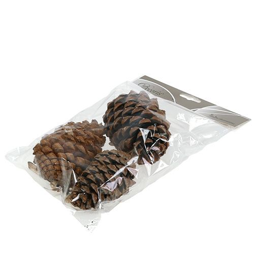 Artikel Kogler Pinus Maritima 10cm - 15cm Natur 3 stk