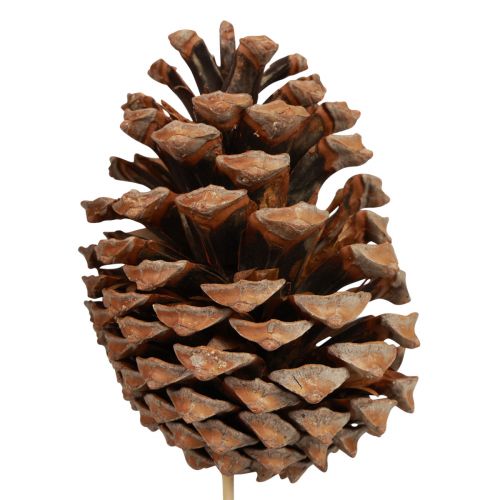 Artikel Kogler Maritima Maritime Fyr Naturlig 5-10cm på pinden 50 stk