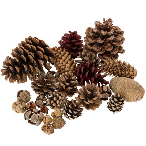 Koglemix Natur – Kogler til Kreativ Dekoration og Adventsbrug 2-10 cm, 400 g købe | Floristik24.dk