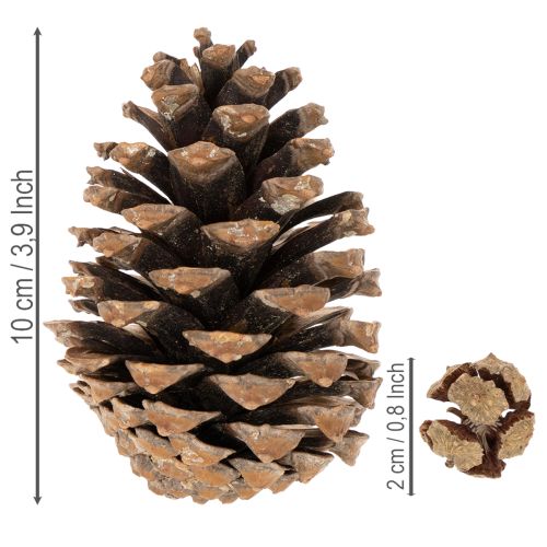Koglemix Natur – Kogler til Kreativ Dekoration og Adventsbrug 2-10 cm, 400 g | Floristik24.dk