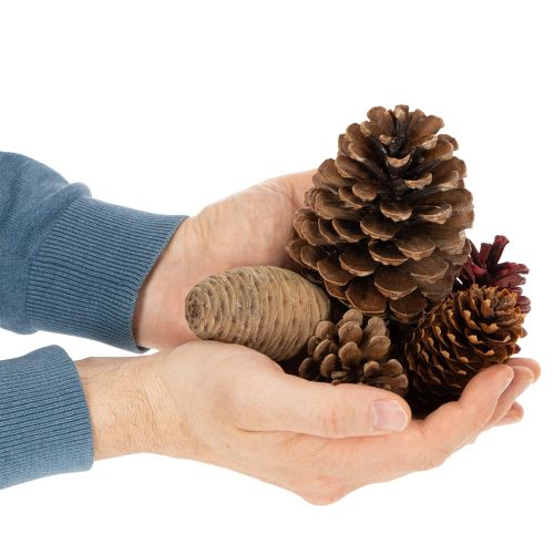 Koglemix Natur – Kogler til Kreativ Dekoration og Adventsbrug 2-10 cm, 400 g | Floristik24.dk