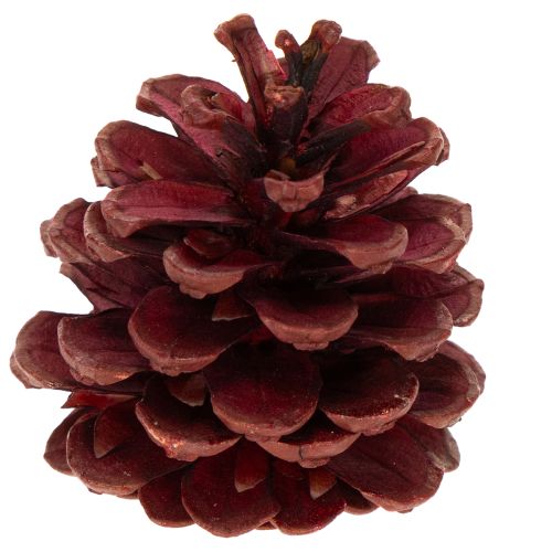 Koglemix Natur – Kogler til Kreativ Dekoration og Adventsbrug 2-10 cm, 400 g | Floristik24.dk