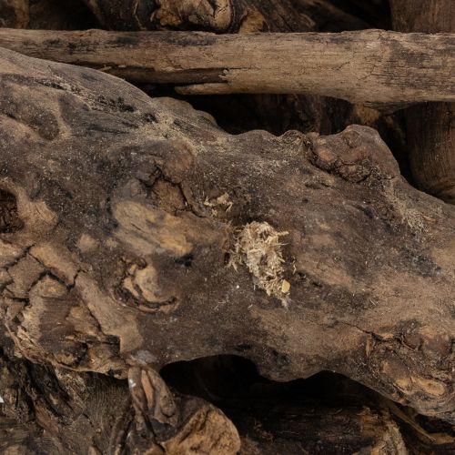 Artikel Fortryllende dekorative trærødder til dit hjem