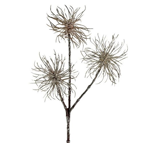 Floristik24 Troldnød gren champagne 45cm 3 stk
