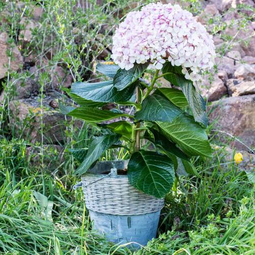 Floristik24 Zinkspand med kurv Ø32cm H27.5cm