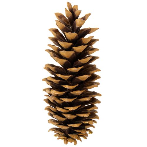 Artikel Sukkerkogler naturlige 20-25 cm