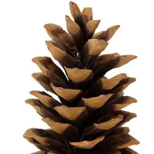Artikel Sukkerkogler naturlige 20-25 cm