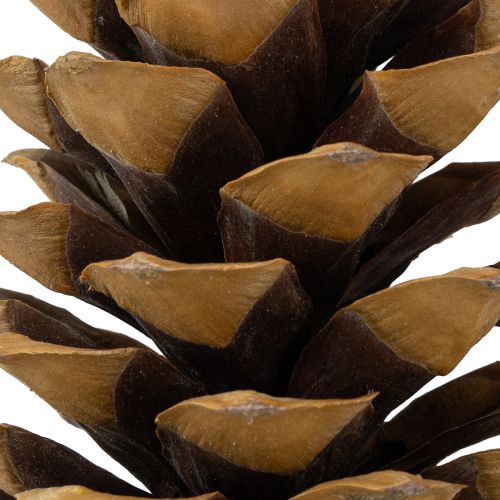 Artikel Sukkerkogler naturlige 20-25 cm