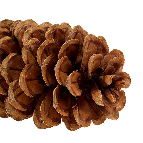 Floristik24 Sukker fyrrekogler naturlig 20-25cm