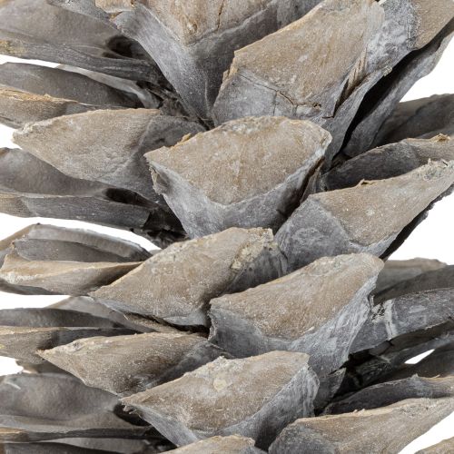 Artikel Sukkerkogler hvidkalkede 20 cm - 30 cm