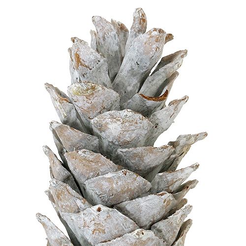 Floristik24 Sukker fyrrekogler, hvidkalkede 20cm - 30cm
