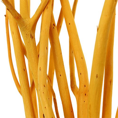 Floristik24 Dekorative grene Mitsumata gul 45-60cm 12 stk