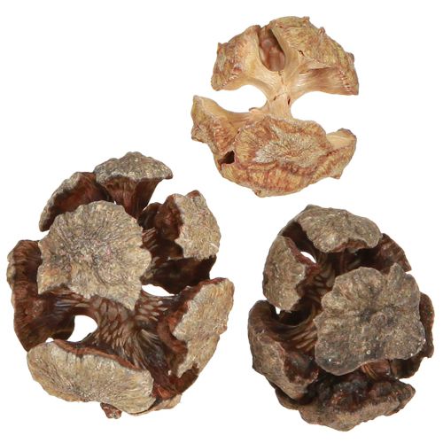 Cypreskegler dekorative naturlige cypreskegler 2-4cm 250g
