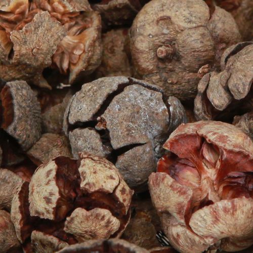 Artikel Cypreskegler dekorative naturlige cypreskegler 2-4cm 250g