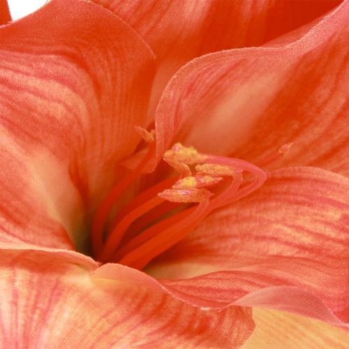Artikel Amaryllis dekorative blomster i orange kunstig L55cm 2stk