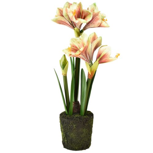 Artikel Amaryllis i en moskugle kunstig med lyserøde-gule mønstrede blomster - 45 cm - Eksotisk og stilfuld dekoration