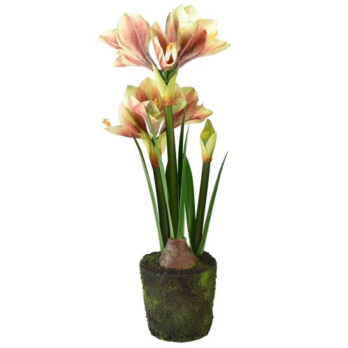 Artikel Amaryllis i en moskugle kunstig med lyserøde-gule mønstrede blomster - 45 cm - Eksotisk og stilfuld dekoration