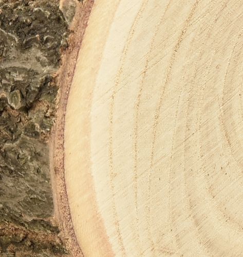 Artikel Træskive Paulownia blåklokketræ natur Ø12-14cm 6 stk