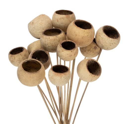 Floristik24 Bell Cup Mix på stilk, naturlige eksotiske sorter, 15 stk.