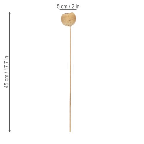 Artikel Bell Cup Mix på stilk, naturlige eksotiske sorter, 15 stk.