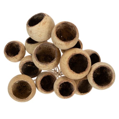 Artikel Bell Cup Mix på stilk, naturlige eksotiske sorter, 15 stk.