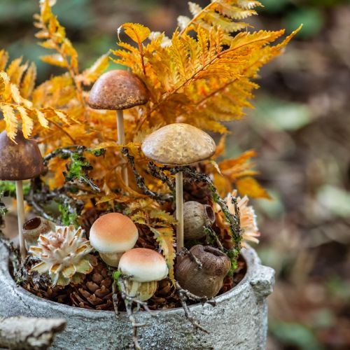 Floristik24 Bellgum klokke frugt kapsel frugt naturlig dekoration brun 500g