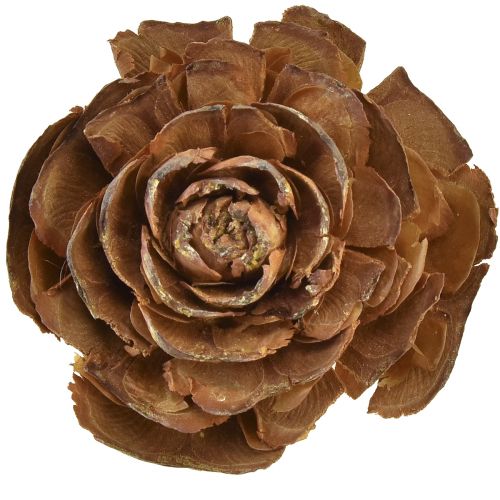 Floristik24 Kegler af cedertræ skåret som en rosencederrose 4-6cm naturel 50 stk