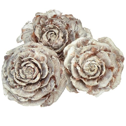 Floristik24 Cederkegler skåret som rosencederrose 4-6cm hvid/naturlig 50 stk