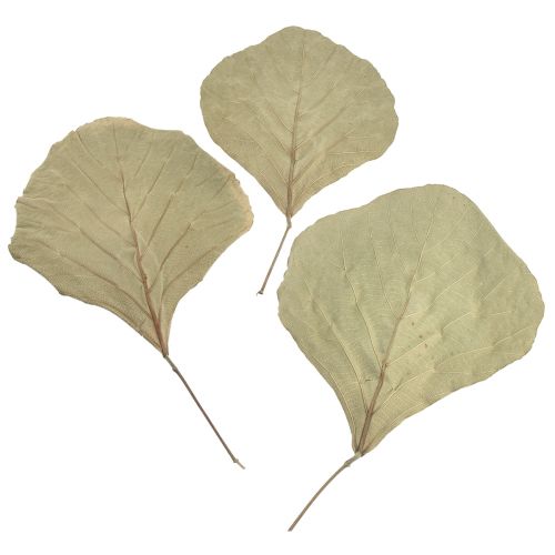 Artikel Cobra blade tørret grøn natur 15cm–17cm 50 stk