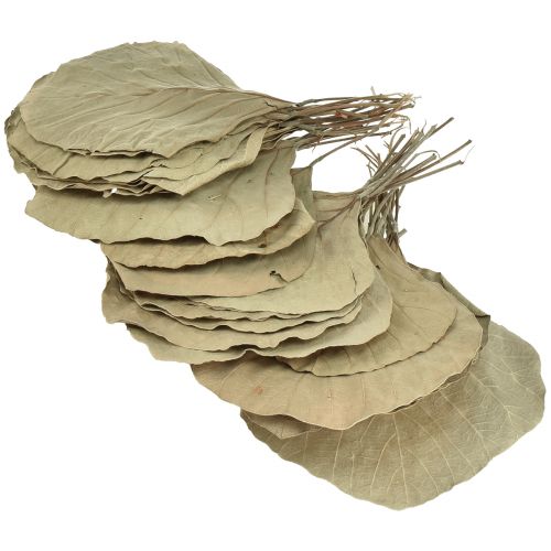 Artikel Cobra blade tørret grøn natur 15cm–17cm 50 stk